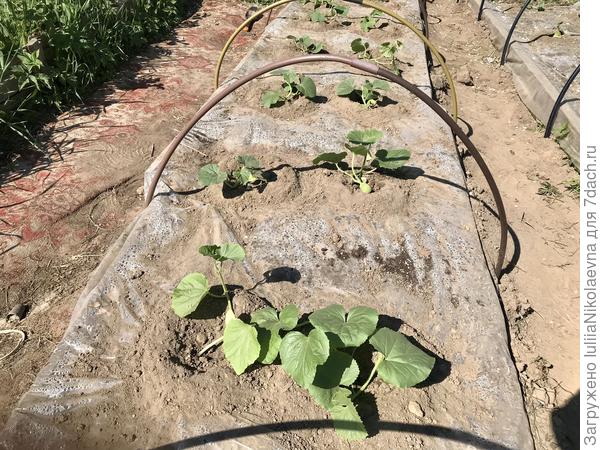 Общий вид грядки