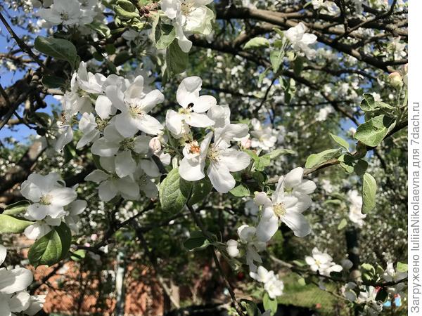 Белый налив