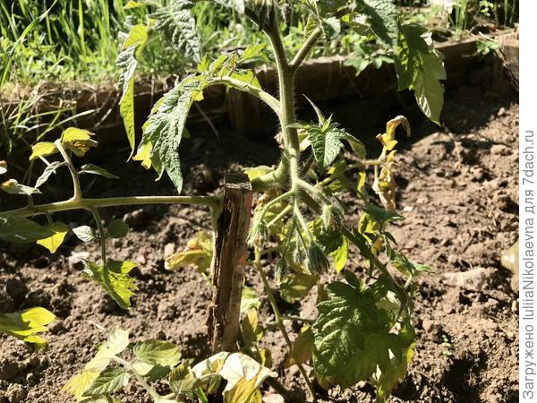 Во! Голову поднял и цвести собрался