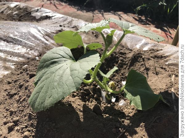 Эта в литровом ведерке росла. Тут шесть листьев. Дней через пять, как примутся на новом месте, уже всех прищипну