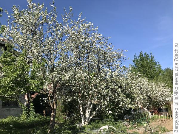 Яблоньки мои🙂