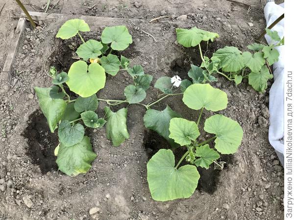 3 тыквы и одна лагенария