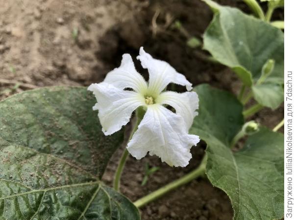 И лагенария зацвела🙂 В первый раз выращиваю. У неё беленький цветочек.