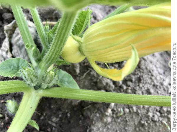 Тыковка зацвела сегодня, но мимо. Мальчика для опыления-то ещё нет