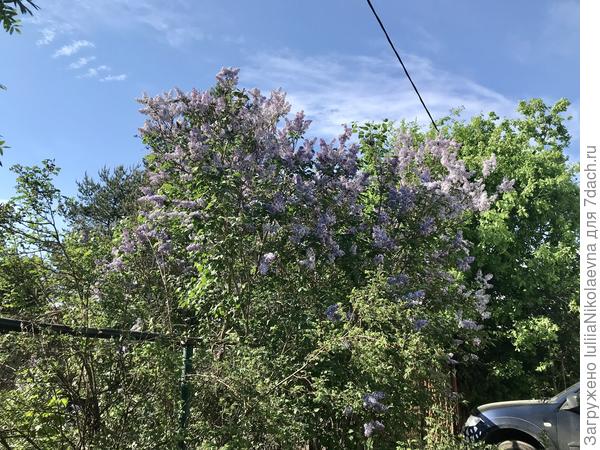 Этот огромный кустище мы с мужем давным-давно принесли тоненькой веточкой со старых финских хуторов