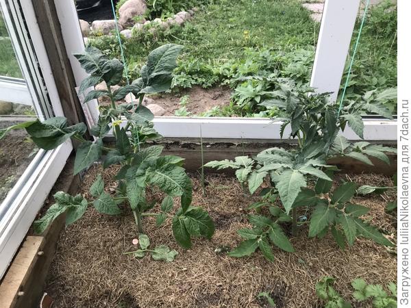 Слева Картофельная Гадюка, Справа Пурпурное Сердце