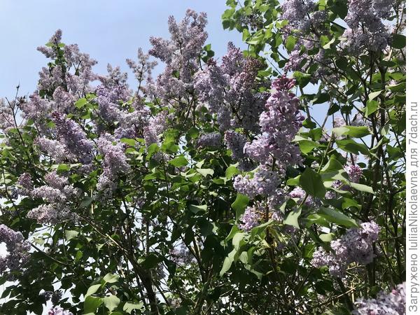 Высокая. Вся в ароматных гроздьях