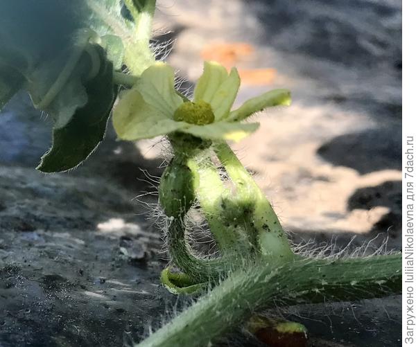 Опылила вручную🙂