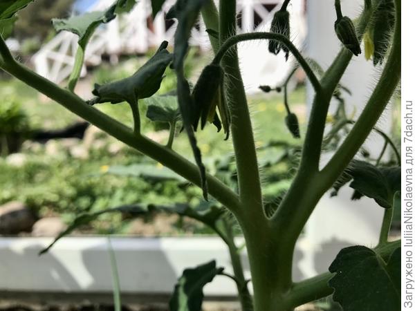 У Пурпурного сердца всё ясно. Есть развилка, все пасынки убрала.