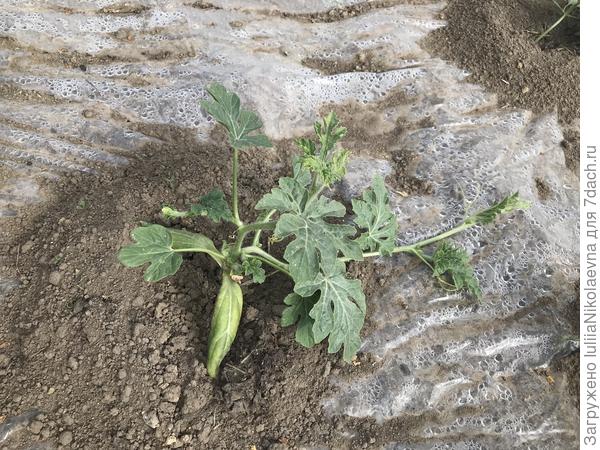 Оранж Кинг на лагенарии. Растёт активно🙂