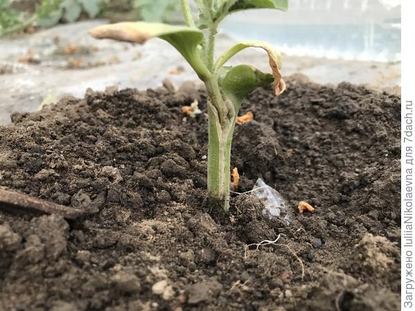 Да. Это тот, что в боковой разрез прививала ниже семядолей лагенарии. Во его как сейчас расперло.