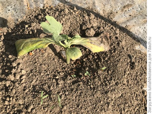 А трое привитых вот такие🤷♀️ Это тот, что в боковой разрез прививала. Отрезала сегодня у него семядольные лагенарии