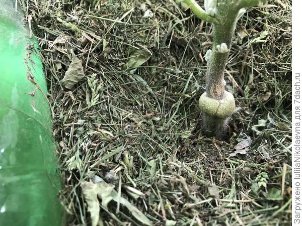 Место прививки