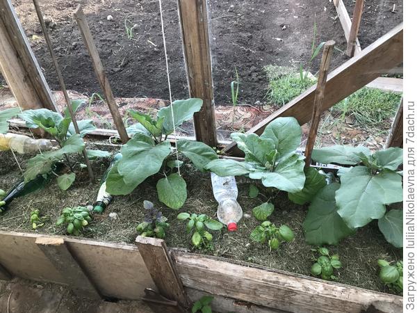 Левый на собственном корне, остальные привитые. Сорт «Хозяин Барин»