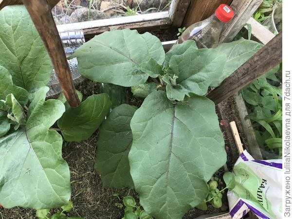 Самый правый более чем странный😂 Такие лопухи отрастил с полметра. Бутон наметился. Тоже странный- огромный огромный.