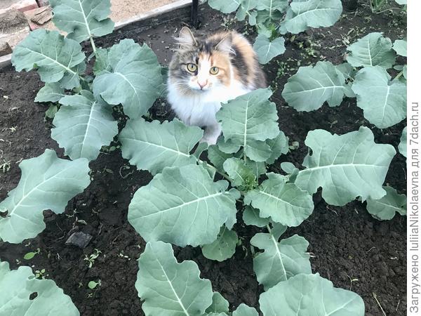 Вот такая сейчас брокколи