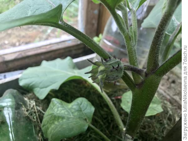 Просто ёжик какой-то