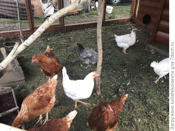 Вот такие курочки