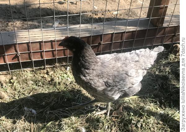 Совсем лёгонькая