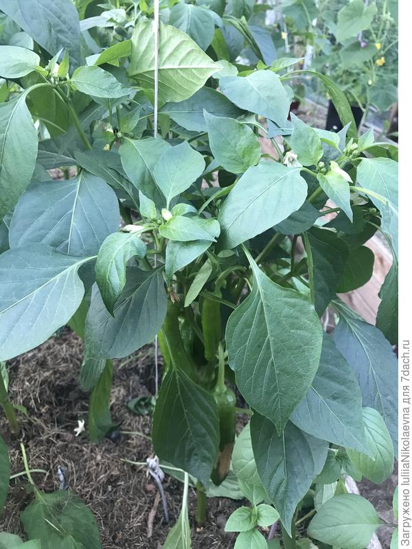 Кустик с больными плодами