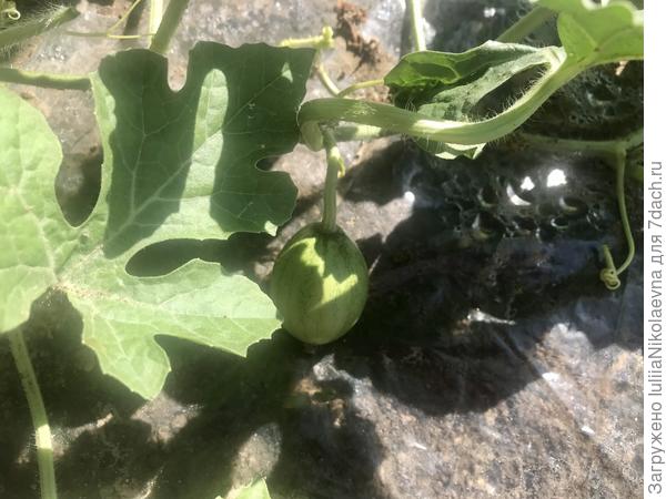 Воть🙂 Бэби у Шуга Беби