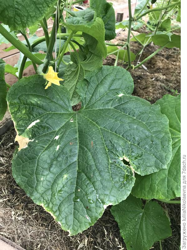 Нижний вот такой