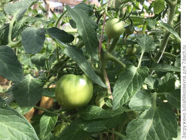 Хурма. Уже достаточно крупненькая