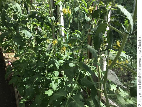 Жирные, но цветут-же хорошо