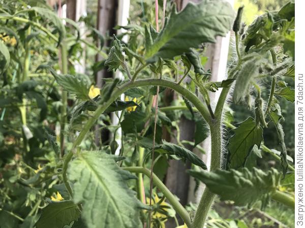 Появился пасынок-выламываю сразу, как заметила