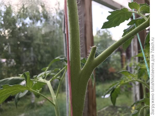 Хотел раздвоиться, один отрезала, первый лист оставила