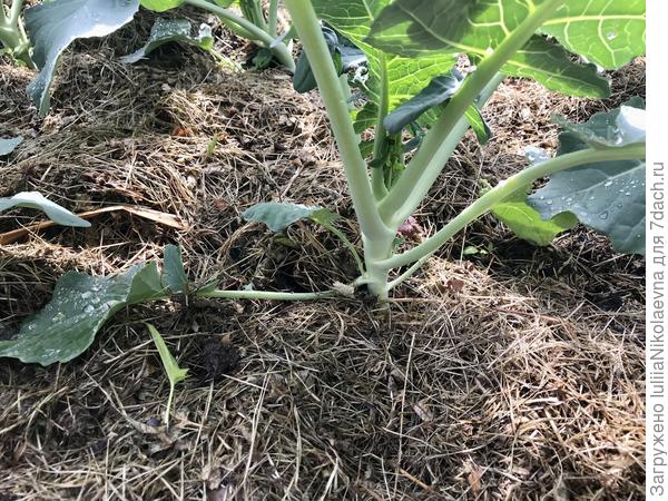 Это чтобы и сорняки не лезли, и земля медленнее испаряла влагу, и вообще мульча - друг ленивых огородников. Рыхлить больше не надо, под мульчей земля будет рыхлой и так