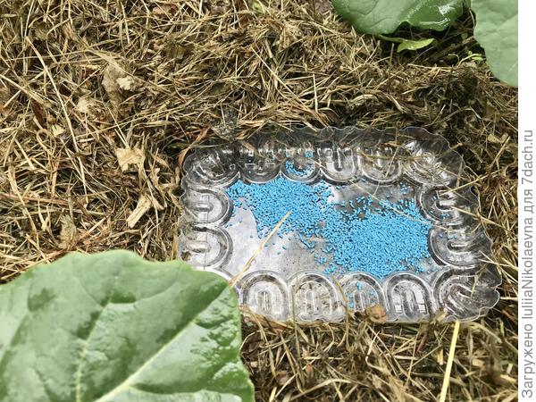 А это - последний штрих. На подложки рассыпаю гранулы Слизнееда. Угощайтесь, брюхоногие