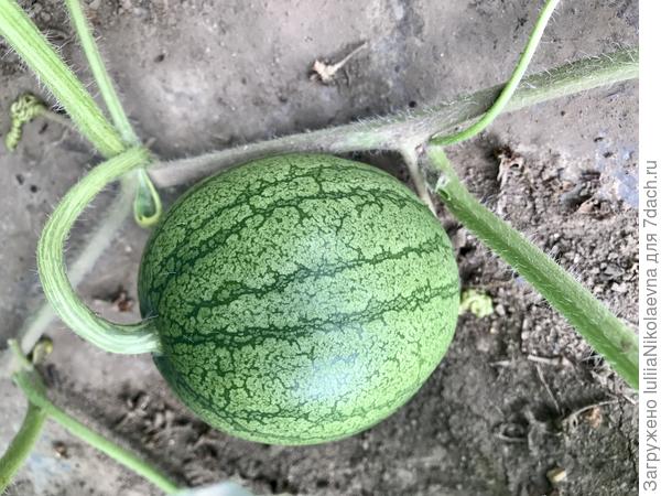 Шуга Беби два