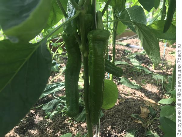 Эти в теплице. Есть плоды длиннее 20 см