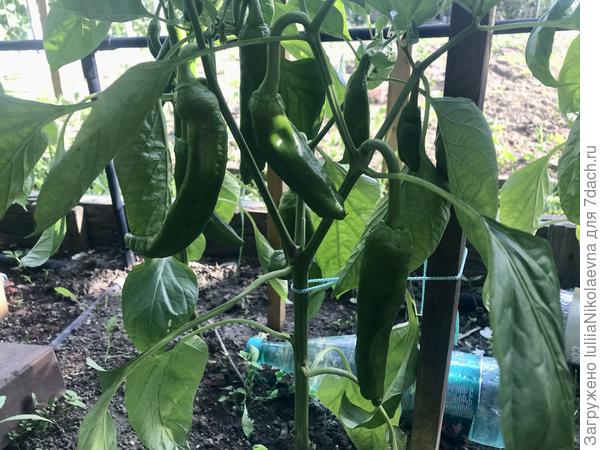 Рамиро да Палермо активно вяжутся