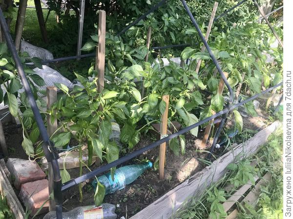 Грядка сладких перцев на улице