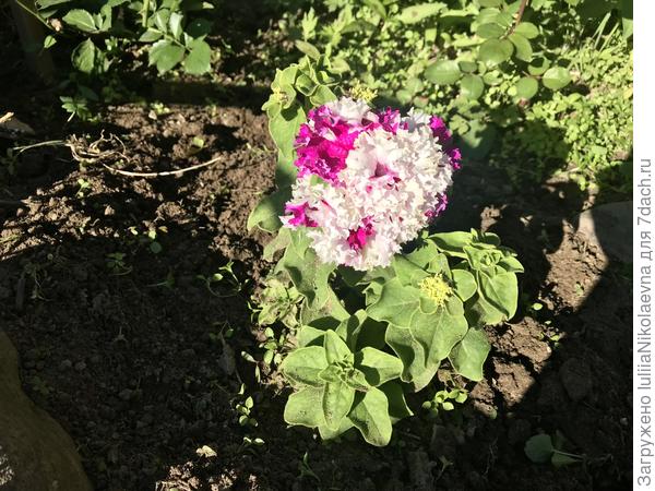 Во какая петуния зацвела. Огромная.