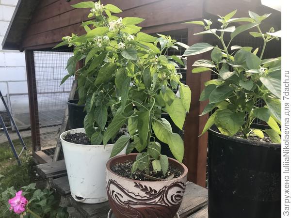 Это острый Огонёк, мелкоплодный. Недавно из теплицы выкинула его на улицу на стеллаж