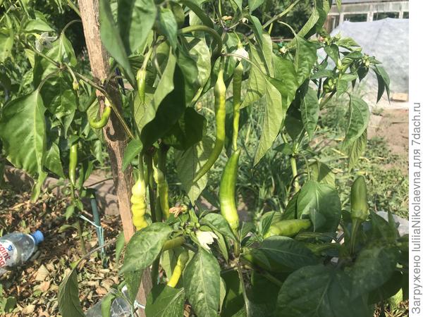 Острые перцы в этом году значительно хуже, чем в прошлом. Плодов вяжут раза в два меньше🤷♀️