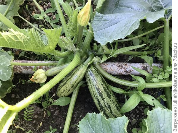 Вчера сняла первый кабачок