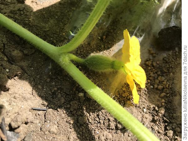 Женские цветы дыни есть, но не вяжутся. Думаю, что под агроспаном не кому опылять🤷‍♀️