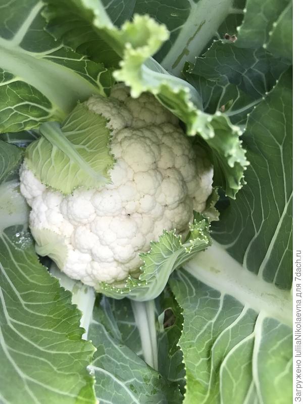 Ундина. Очень рекомендую сорт. Кочаны плотные, В прошлом году почти три кг была🙂 В этом году тоже её посадила