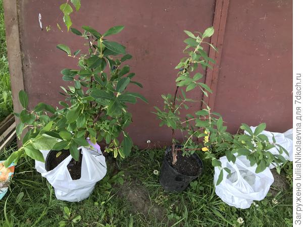 Посадили на место. Саженец 400 рублей, считаю, что вполне не дорого