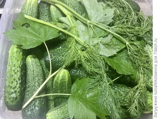 Во. Сейчас рассолом залью и пусть малосолятся🙂