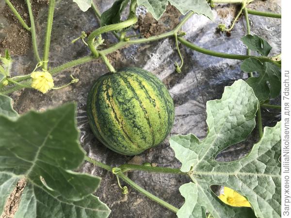 Особенный арбузик