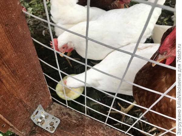 По требованию Светланы отдала его курам. Склевали до тоненькой корочки