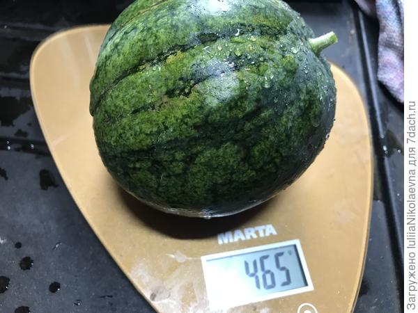 По рекомендации 7дачнец сняла странный арбуз