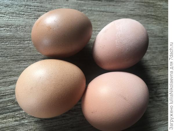 У меня сегодня праздник 🥳 Рыжие молодки утром снесли первые яйца. Вот не зря я петухом работала и спинки им чесала😂 Одно яйцо оказалось с двумя желтками. С одной стороны это показывает на гормональный сбой у птички. А с другой стороны по народной примете - это к удаче. Сижу и жду удачу🙃