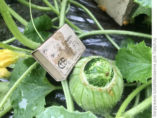 Вот такое странное Нечто😂 так-то это дыня. Но из неё вылезает арбуз что-ли. Интересно было бы посмотреть, что из этого получится. Главное, чтобы не скинула.