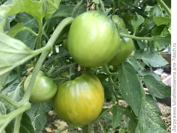 Томат Хурма первый начал буреть